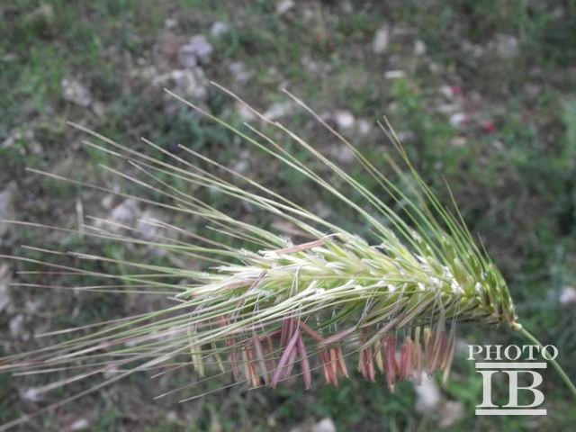 Dasypyrum villosum / Grano villoso